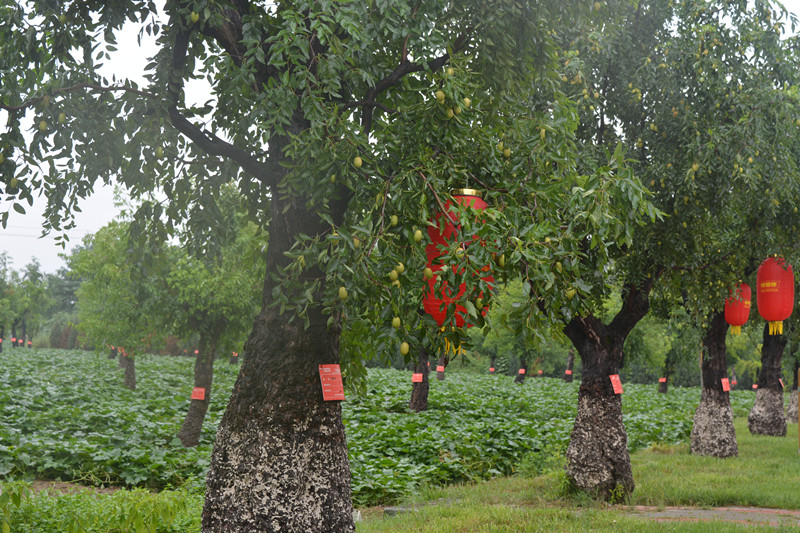 枣乡02.jpg 枣乡02.jpg