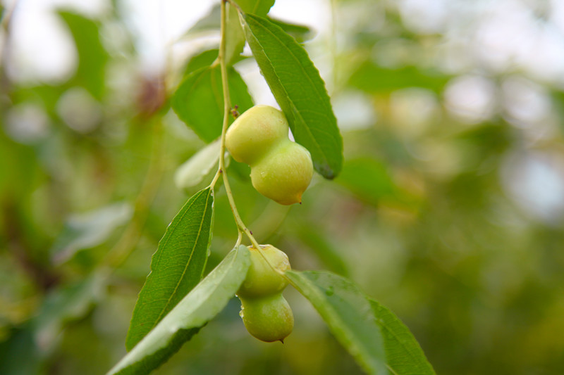 枣乡05.jpg 枣乡05.jpg