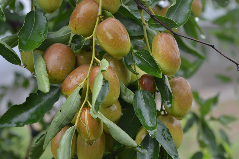 枣乡06.jpg 枣乡06.jpg